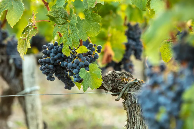 Grappe de raisin noir mûr sur un cep de vigne du domaine à Avensan.