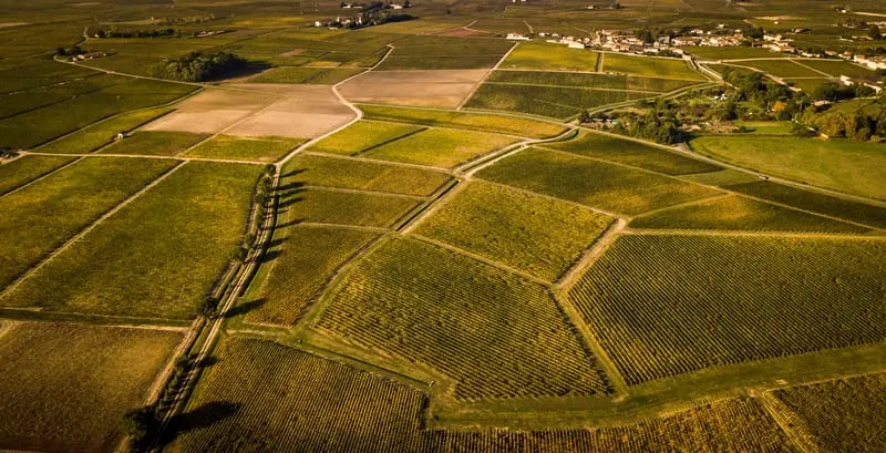 Aerial view of green and golden vineyard plots separated by tracks.